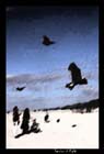 4flight
