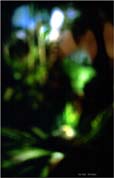 fern-fronds