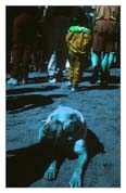 dog's