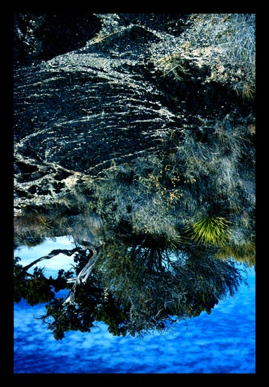 juniper