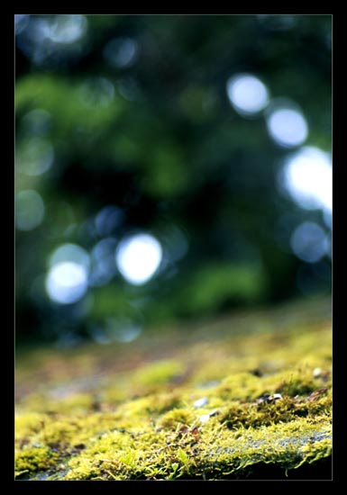 moss