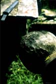 head
