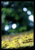 moss