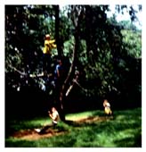 swinging