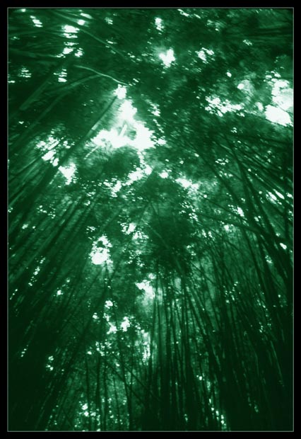bamboo_forest-(tri)
