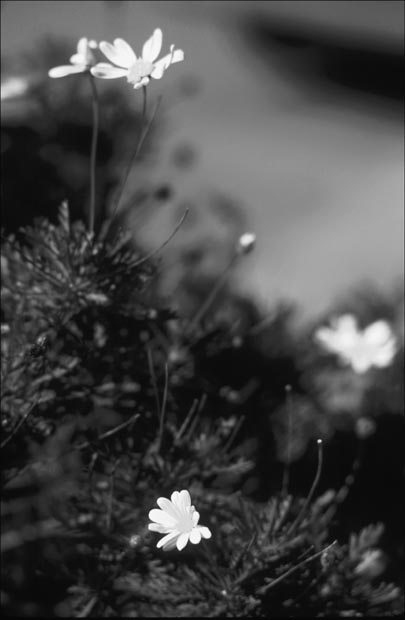 daisy-may-(b&w)