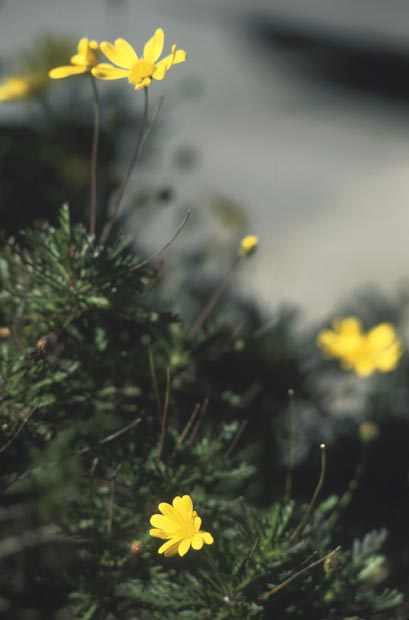 daisy-may-(o)