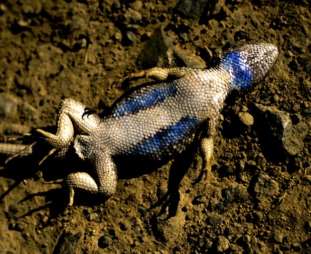 dat-lizard