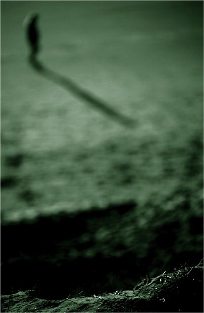ghost's-walk-(tri)