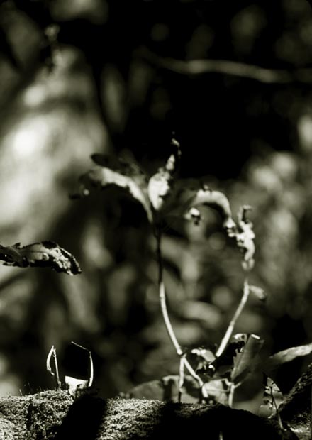interloper-(duo)