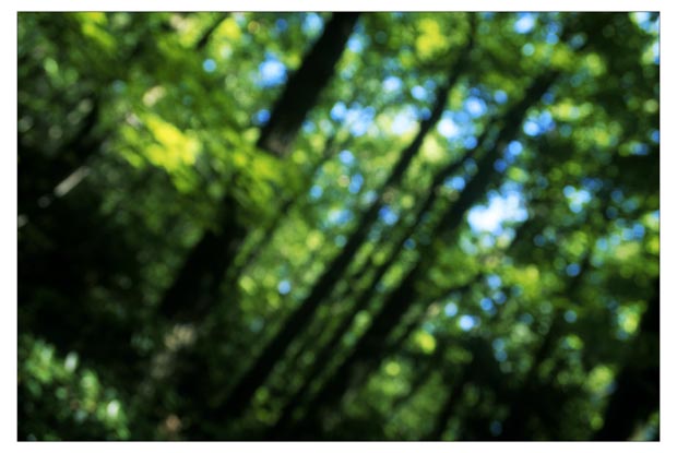 penn_forest-(o)