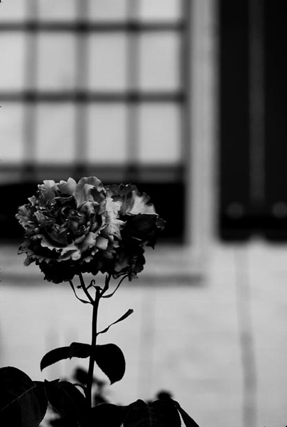 the_rose-(b&w)