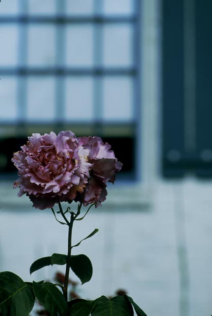 the_rose-(o)