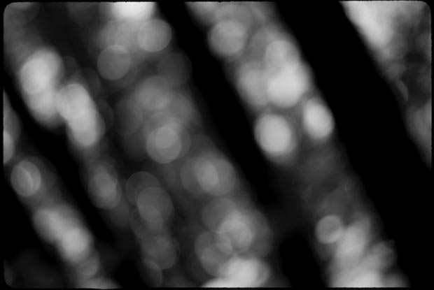 tropical_forest_PA-(b&w)