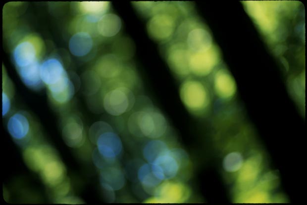 tropical_forest_PA-(o)