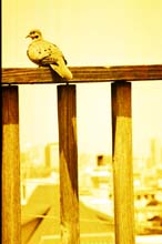 AA_ordinary-objects_011