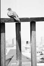 AC_ordinary-2_011