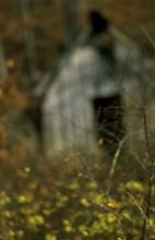 Arkansas_barn-(orig)
