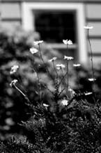 Laurelhurst-(b&w)