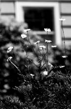Laurelhurst-(b&w)2