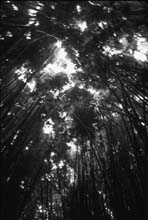 bamboo_forest-(b&w)
