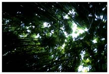 bamboo_forest-(o)