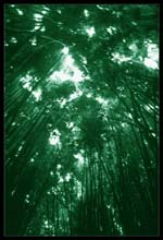 bamboo_forest-(tri)