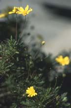 daisy-may-(o)