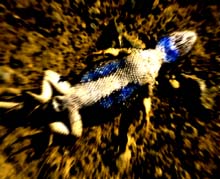 dat-lizard-2