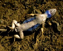 dat-lizard