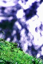 grass_is_greener-[t]