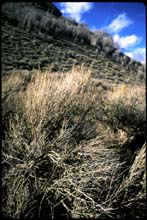 idaho-(o)