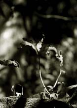 interloper-(duo)