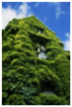 ivy_league-(o)