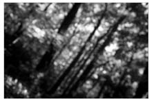 penn_forest-(b&w)