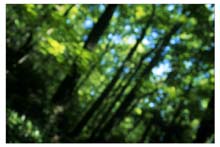 penn_forest-(o)
