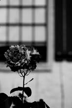 the_rose-(b&w)