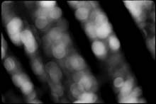 tropical_forest_PA-(b&w)
