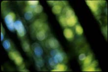 tropical_forest_PA-(o)