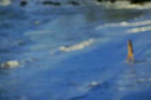walking_in-Maui-(o)