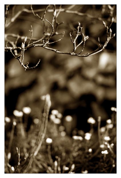 budding-artist-(tone)
