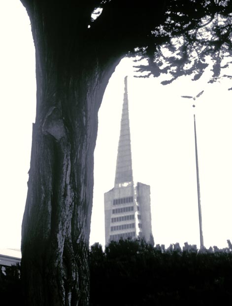 tower_tree_and_bird