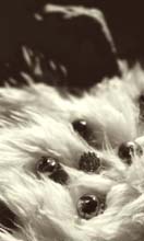 analog_feeling-(o)