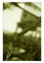 cranes-(duo)-hp