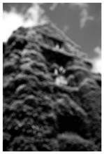ivy_league-(b&w)