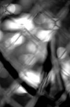 thru-the-fence-(b&w2)hp
