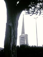 tower_tree_and_bird