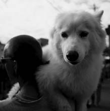 dog_daze-(b&w)