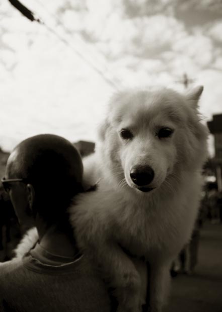 dog_daze-(tri)