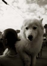 dog_daze-(tri)